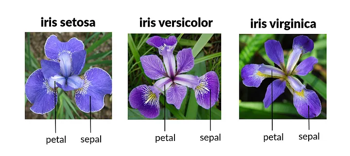 Iris