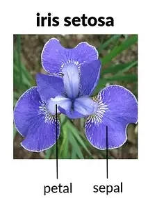 Iris