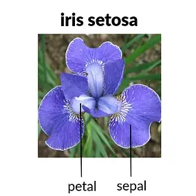 Iris